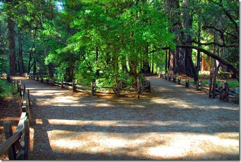 Big Basin Trail 1