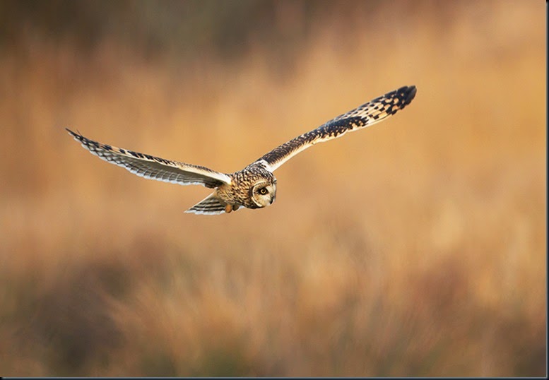 Short Eared Owl