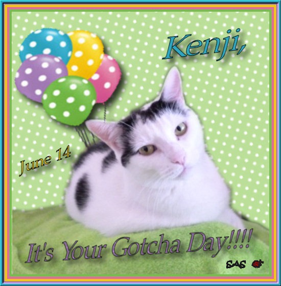 [Kenji%2520gotcha%2520day%255B2%255D.jpg]