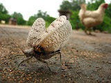 South Africa - 047.JPG
