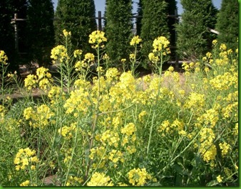 Brassica carinata Brassica carinata