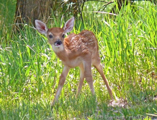 Fawn Fawn
