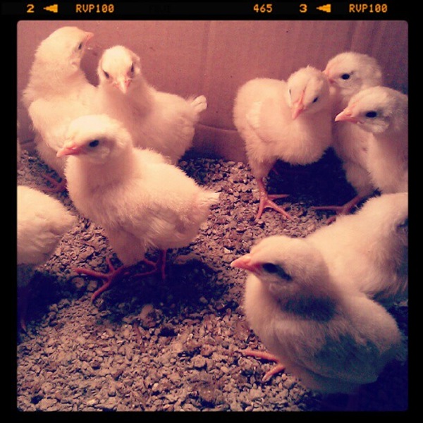[chicks5.jpg]