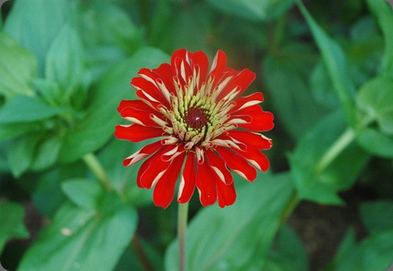 garden 015