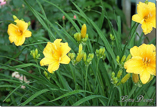 StelladeOro_Daylily