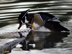 DSC_1139 DSC_1139