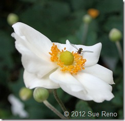Sue Reno, Japanese Anemone and Hover Fly SueReno_JapaneseAnemoneAndHoverFly