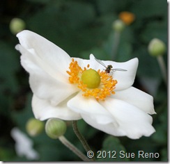 SueReno_JapaneseAnemoneAndHoverFly