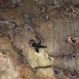 Bukit Sarang洞窟内のｱﾅﾂﾊﾞﾒの巣 / 
Swiftlet's nests in the cave at Bukit Sarang