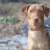 Hunde