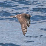 Pomarine jaeger