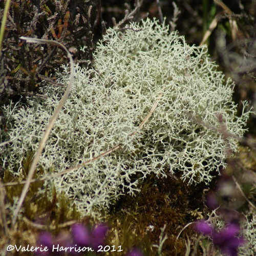 [11-Cladonia%2520sp%255B2%255D.jpg]