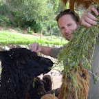 Friendly alpacas eat enthusiastically.