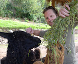 Friendly alpacas eat enthusiastically.