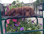 Lucky Charlie Brown gets to shop for flowers with his human! 
Windsor, CT