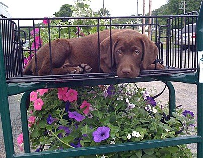Lucky Charlie Brown gets to shop for flowers with his human! 
Windsor, CT