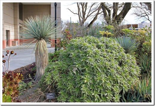 130202_UCDavis_Yucca-rigida- -Echium-candicans-Star-of-Madeira-