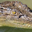 The Evil Eye - Port Douglas, Australia