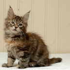 Bearcloud Hope @ 8 weeks hope2.jpg