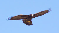 DSC04388.jpg