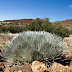Mauna Kea silversword - Photo (c) DavidR.808, some rights reserved (CC BY-NC-SA)