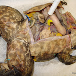 frog_spleen.JPG