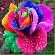 MENTIRA 7 Holland-Rainbow-Rose-Flower-Home-Garden-rare.jpg_220x220