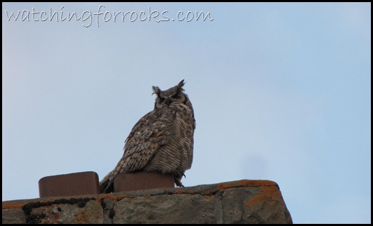 IMG_1910Female GreatHornedOwl