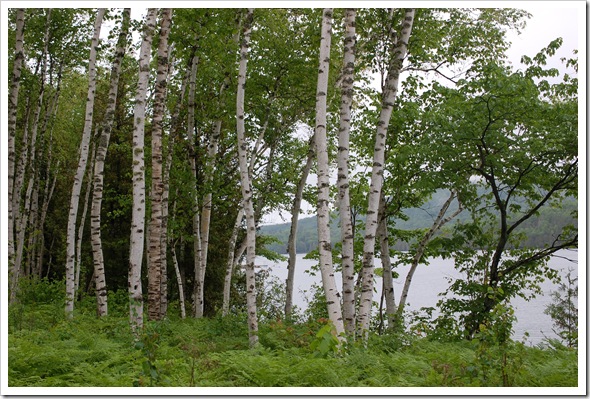 BIRCH TREE (6)