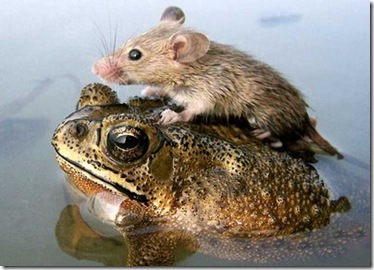frog