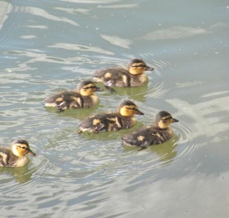 [Florida%2520vacation%25203.12%2520baby%2520ducks%2520swimming%255B3%255D.jpg]