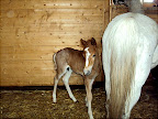 Sputnik april 2011