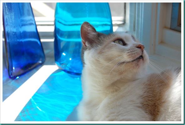 Roxie Windowsill
