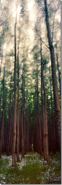 trees