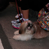 Pet Express Doggie Run 2012 Philippines. Jpg (16).JPG