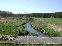 rz. Gryżynka