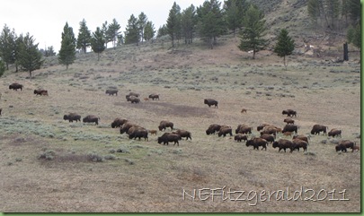 YellowstoneBison YellowstoneBison