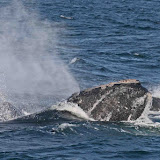 North atlantic right whale