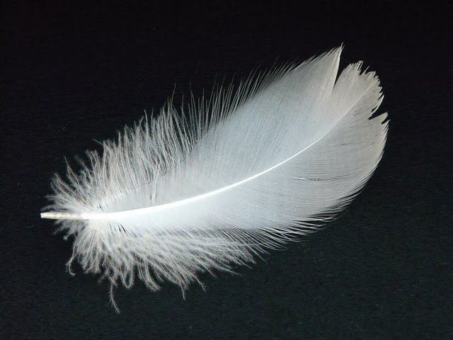[swan-feather-16307_640%255B4%255D.jpg]