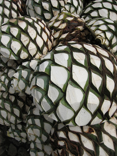 Agave Pina