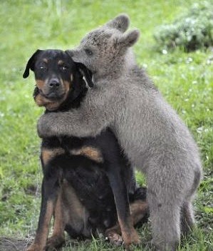 [medo-the-bear-cub-hugs-dog%255B44%255D.jpg]