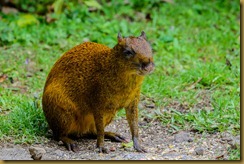 Central American Agouti (Dasyprocta punctata)