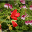 DSC00947.jpg