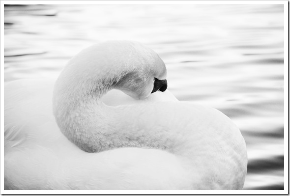 MUTE SWAN 1 BW
