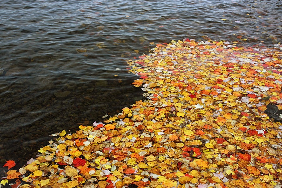 [091009_leaves-on-holland-pond%255B2%255D.jpg]