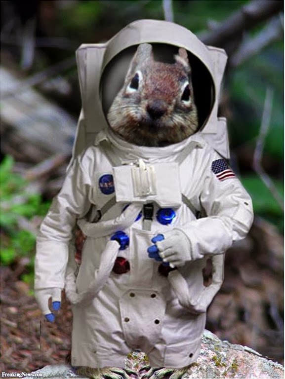 [Squirrel-27982%255B3%255D.jpg]