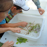With the help of scientists and educators from around Austin, AYRW invited students from LBJ High (Mr. Fennell's classes at LASA) for a day of environmental education at Hornsby Bend. Earth Week learning @ Hornsby Bend, 2010