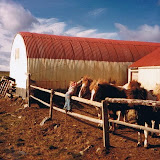 Gamlar Kotamyndir