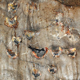 ｱﾅﾂﾊﾞﾒの巣（中央）と壁面に多数残る巣跡/ A swiftlet's nest (center) and the traces of old nests on the wall of the cave