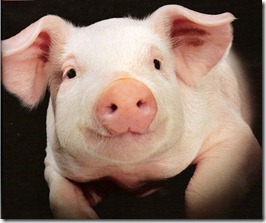 prod_nur_cute-pig-portrait_-bp0304-p-71 prod_nur_cute-pig-portrait_-bp0304-p-71